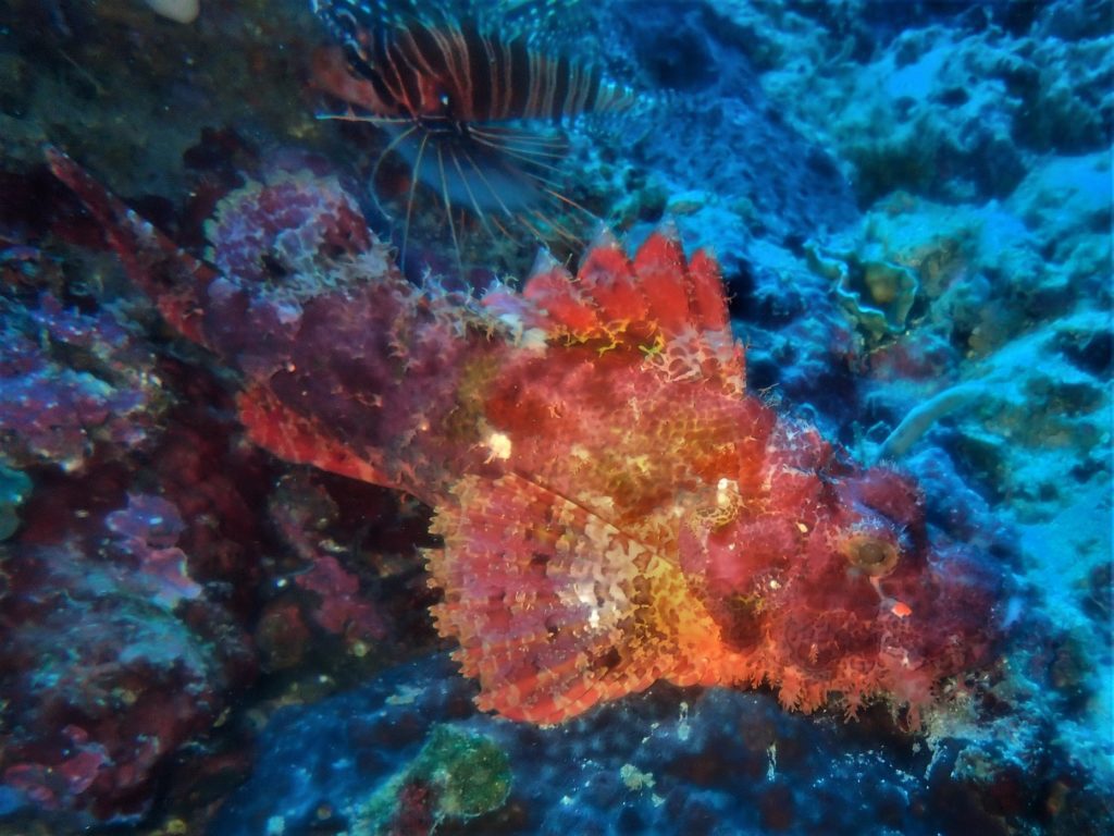 underwater-life-seaquest-dive-center
