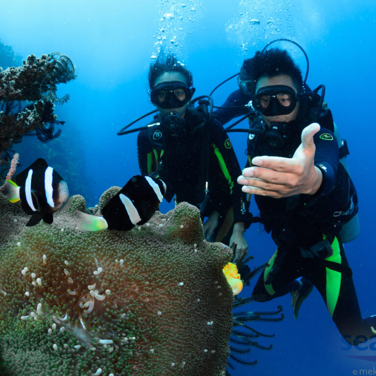 PADI discover scuba diving Panglao