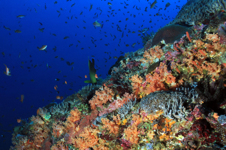 Balicasag Island Diver's heaven