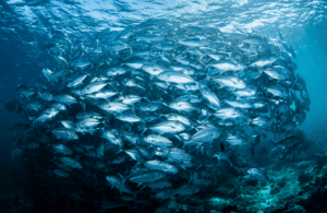 Balicasag Island Jackfish