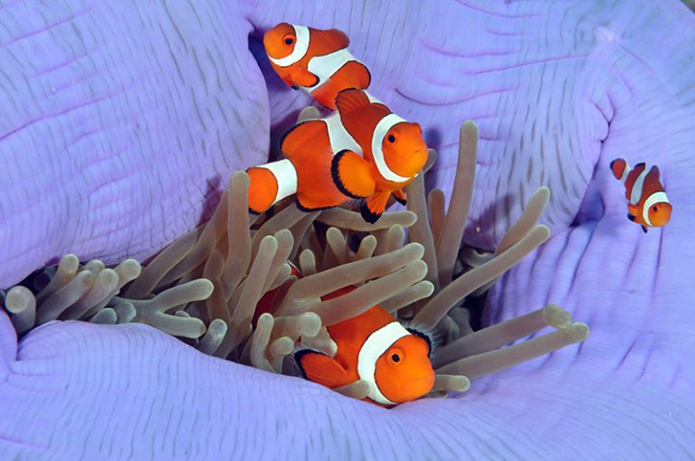 Balicasag island clownfish