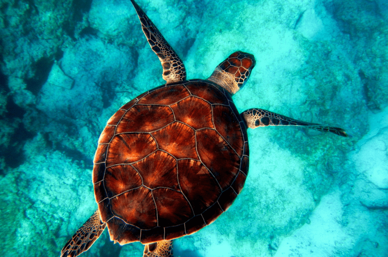 Alona green Turtle