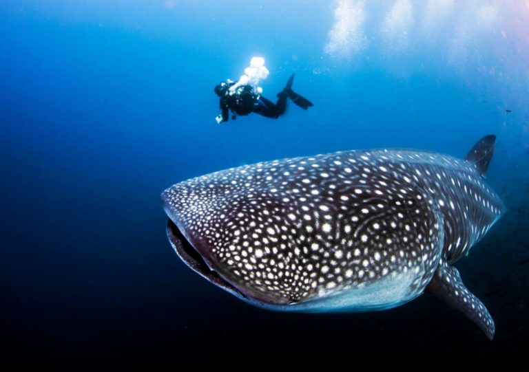 Whaleshark pamilacan