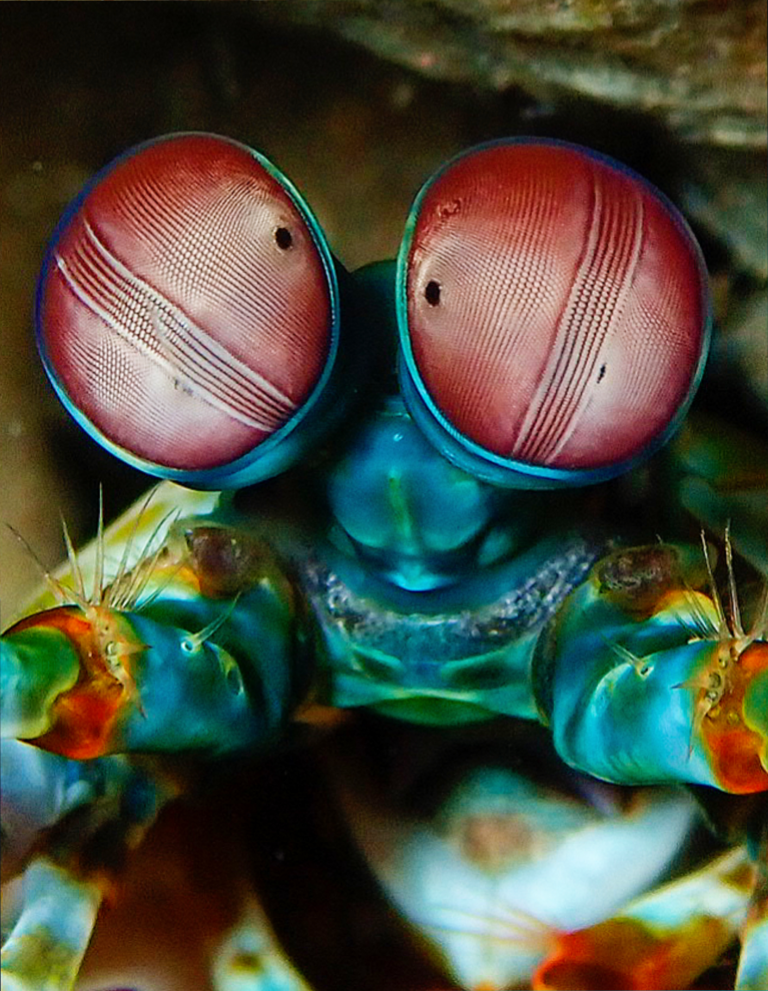 Peacock Mantis Shrimp Alona