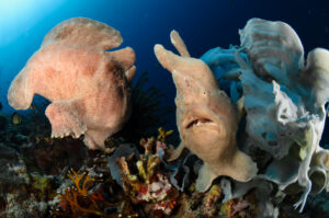 Frogfish panglao