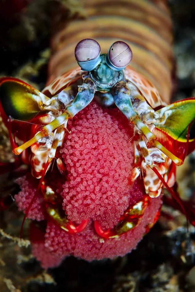 Peacock mantis shrimp eggs