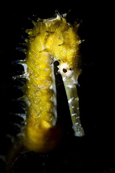 atlantis seahorse