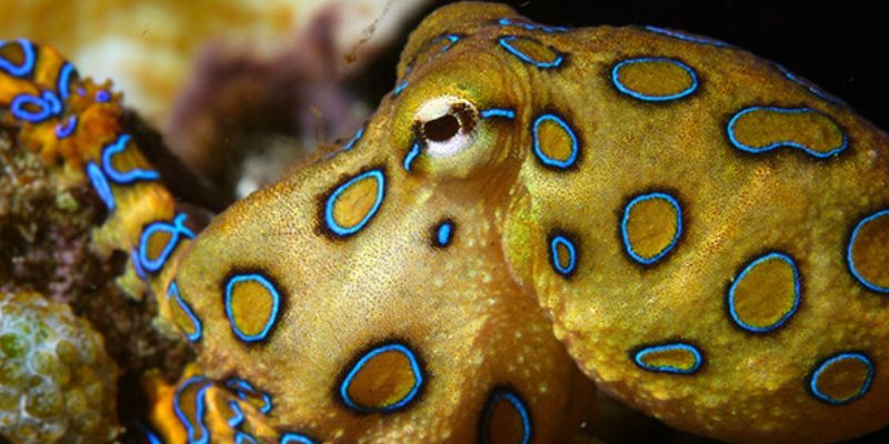 blue ring octopus