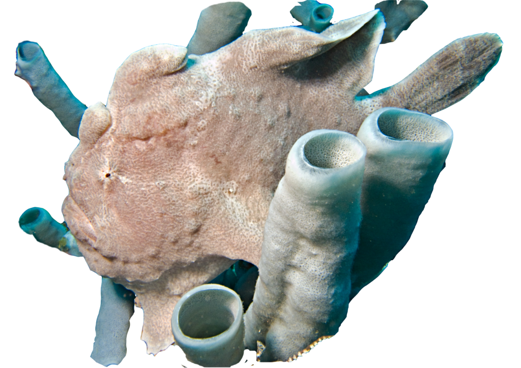 Frogfish panglao